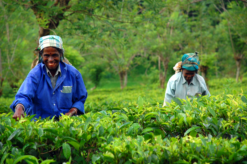 Tea Plantation