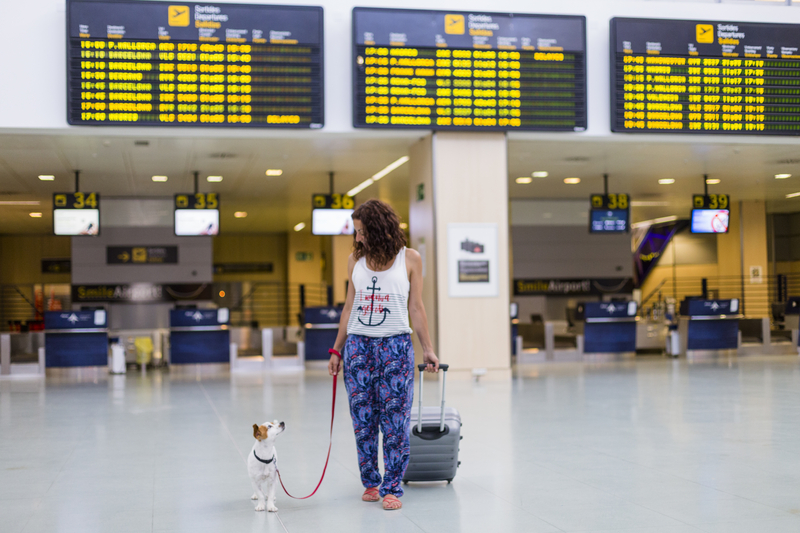 Dog in airport