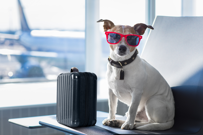 Dog in airport2