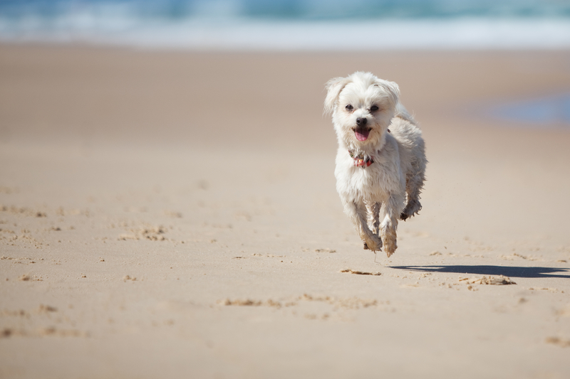 pet on the beach