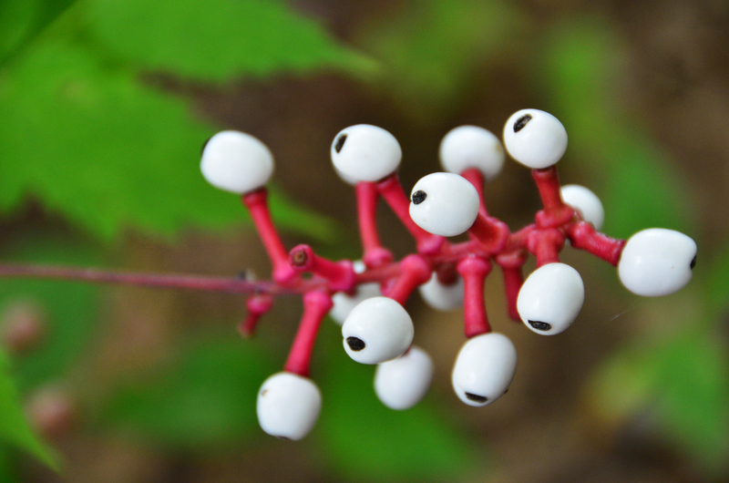 Actaea pachypoda