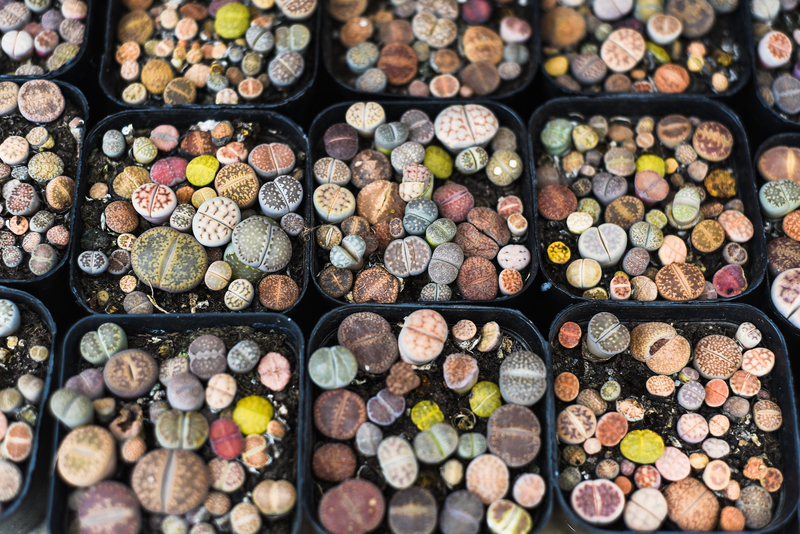 Lithops